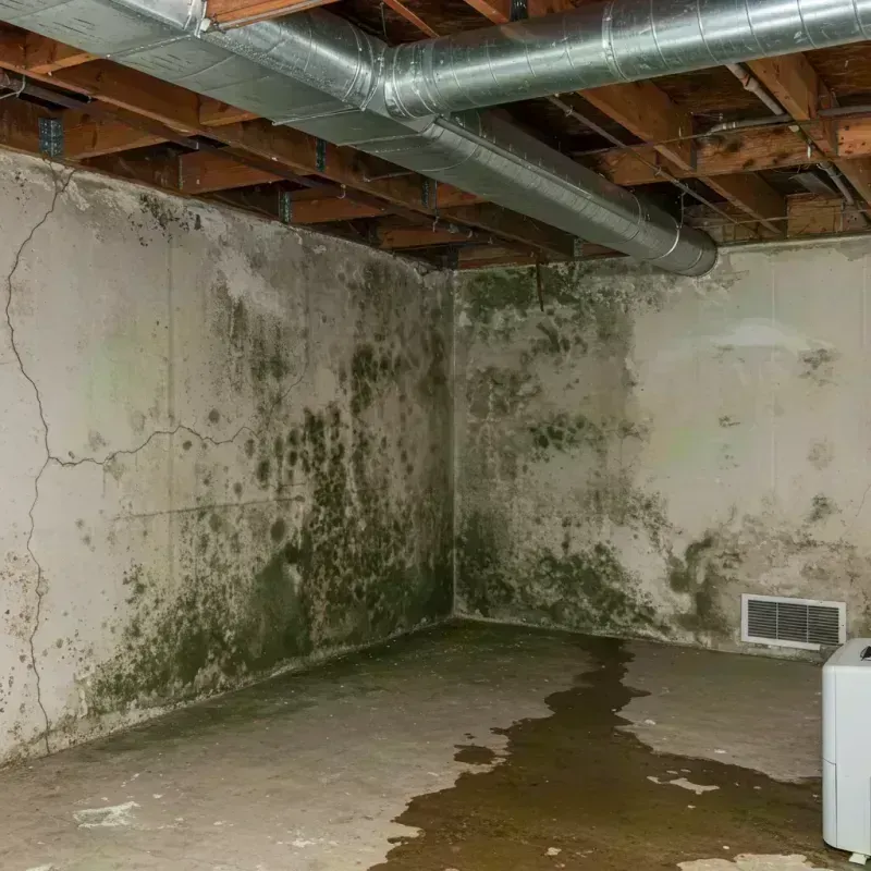 Professional Mold Removal in Howard City, MI